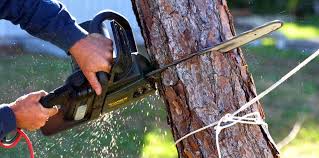 How Our Tree Care Process Works  in  Cleveland, GA